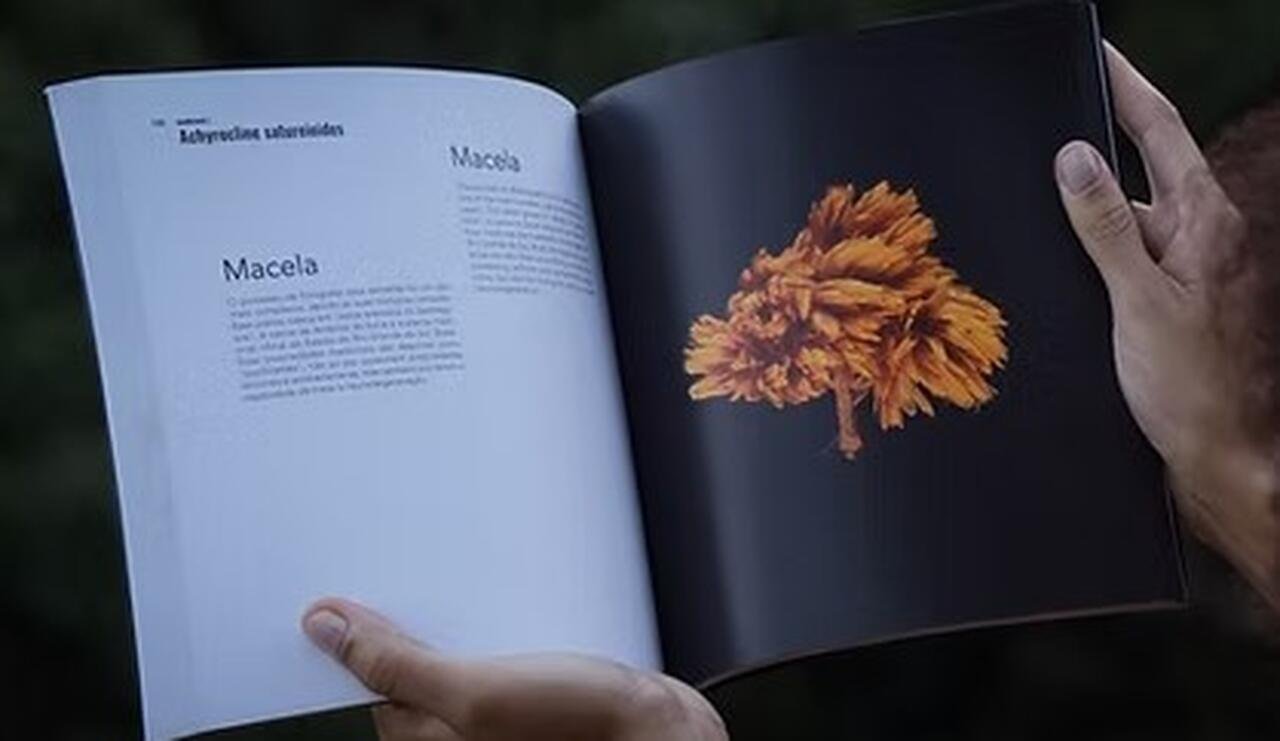 Seeds and Tales - Imagem 2